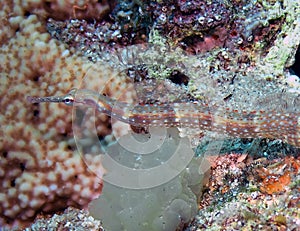 Schultz`s Pipefish Corythoichthys schultzi in the Red Sea