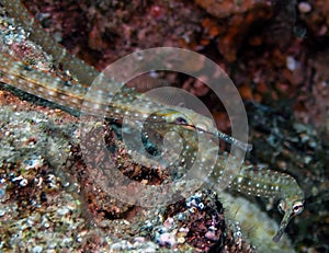 Schultz`s Pipefish Corythoichthys schultzi in the Red Sea