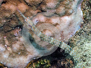 Schultz`s Pipefish Corythoichthys schultzi in the Red Sea