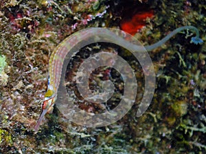 Schultz`s Pipefish Corythoichthys schultzi in the Red Sea