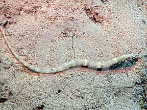 Schultz`s Pipefish Corythoichthys schultzi in the Red Sea photo