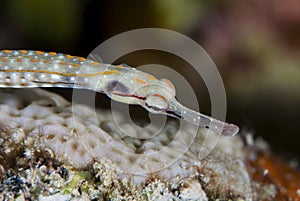 Schultz pipefish  , red sea photo
