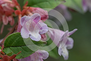 Schumann Abelia Linnaea parvifolia Bumblebee, pink flowers