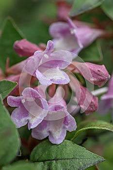 Schumann Abelia Linnaea parvifolia Bumblebee, whitish-pink flowers