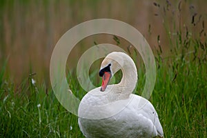 Schwan, White swan in the green grass on a lake, close-up