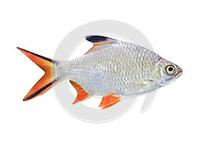 Schwanenfeld's tinfoil barb fish isolated on white background