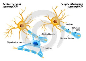 Schwann Cells and Oligodendrocytes