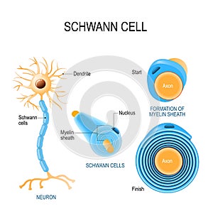 Schwann cells. Structure of neurolemmocytes.
