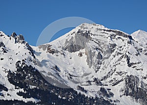 Schwarzchopf in winter