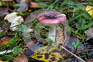 Schwarzroter SpeitÃÂ¤ubling photo