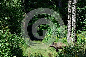 Wild boar female standing by a forest path
