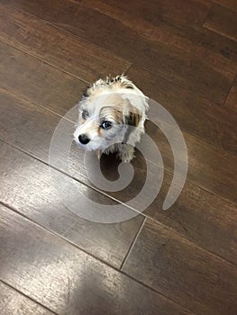 Schweenie puppy posing on dark hardwood floor