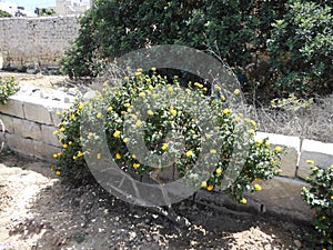 SchÃÂ¶ne dÃÂ¼rretolerante Pflanze mit gelben BlÃÂ¼ten im Garten. Marfa, Mellieha, Malta