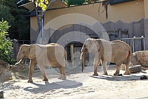 `SchÃ¶nbrunner Tiergarten`