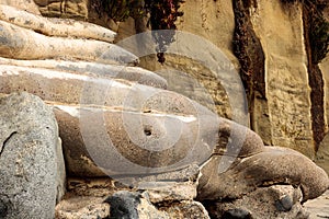 Sci-fi other worldly dystopian background of folds of rounded cement concrete with sandstone wall dead ice plant growing in backgr