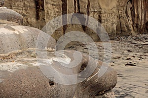 Sci-fi other worldly dystopian background of folds of rounded cement concrete with sandstone wall dead ice plant growing in backgr