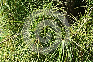 Sciadopitys verticillata, Japanese umbrella pine branch. Rare endangered plant in Japanese garden