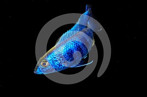 Sciaenochromis fryeri