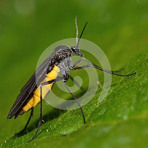 Sciara hemerobioides fly