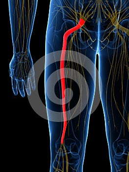 The Sciatic Nerve