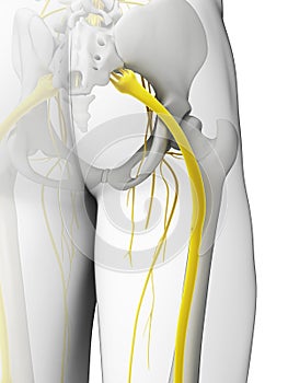 Sciatic nerve