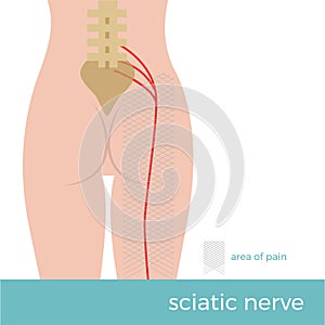 Sciatic nerve anatomy vector format illustration