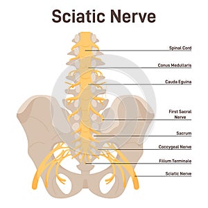 Sciatic nerve. Lower back and lower limbs ischiadic nerve. Human nervous