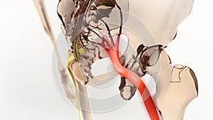 Sciatic Pinched Nerve Illustration