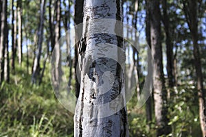 Scribbly gum tree trunk