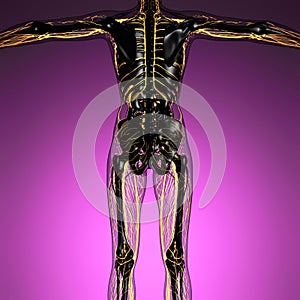 Science anatomy of human body in x-ray with glow blood vessels