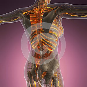 Science anatomy of human body in x-ray with glow blood vessels