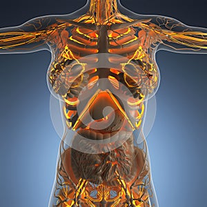 Science anatomy of human body in x-ray with glow blood vessels