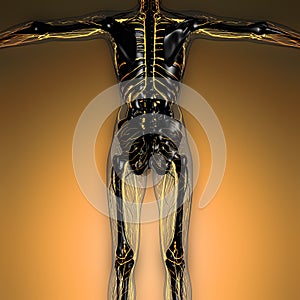 Science anatomy of human body in x-ray with glow blood vessels