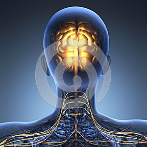 Science anatomy of human brain in x-ray