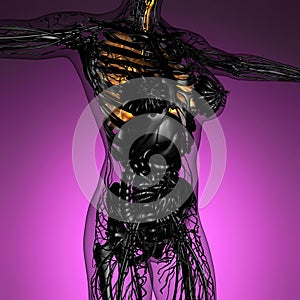 Science anatomy of woman body with glow lungs photo
