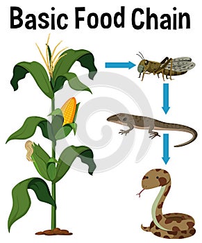 Science Basic Food Chain