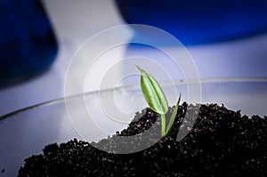 Science, biology, ecology, research and people concept - close up of scientist hands holding petri dish with plant and soil sample