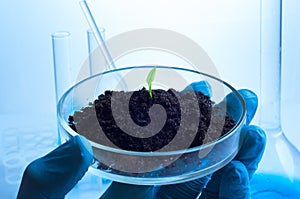 Science, biology, ecology, research and people concept - close up of scientist hands holding petri dish with plant and soil sample