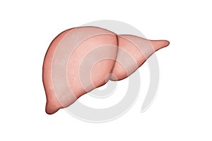 Science biology human liver illustration for medical education. Hand Drawn liver isolated on white background