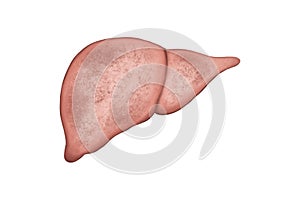 Science damaged human liver illustration artwork for medical education. Unhealthy human liver isolated on white background