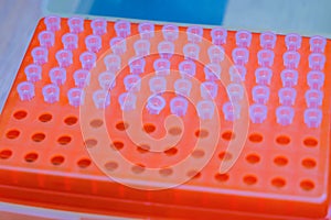 The science DNA analysis by PCR-RFLP of Apis mellifera by gel electrophoresis, PCR band of honey bees, DNA sequencing technique an