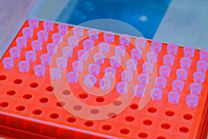 The science DNA analysis by PCR-RFLP of Apis mellifera by gel electrophoresis, PCR band of honey bees, DNA sequencing technique an