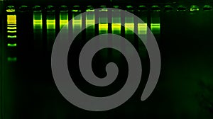 The science DNA analysis by PCR-RFLP of Apis mellifera by gel electrophoresis, PCR band of honey bees, DNA sequencing technique an