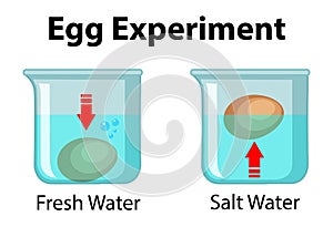 Science experiment with egg float test