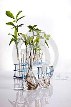 Science experiment with plant laboratory