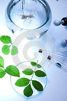 Science experiment with plant laboratory