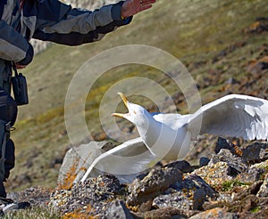 Catching glaucous gull (Larus hyperboreus) with objective of ringing photo