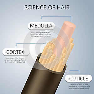 Science of hair. Anatomical training poster. Hair structure. Detailed medical vector illustration