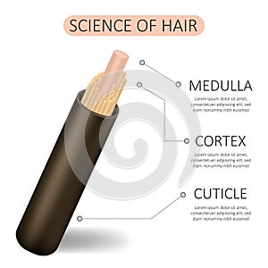 Science of hair. Anatomical training poster. Hair structure. Detailed medical vector illustration isolated on white