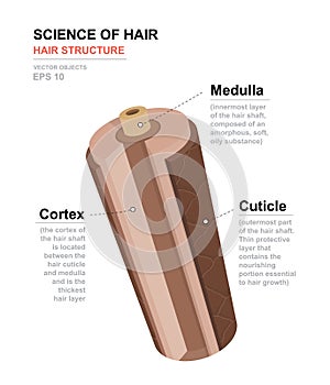 Ciencia de cabello. anatómico capacitación póster. cabello estructura. médico ilustraciones 